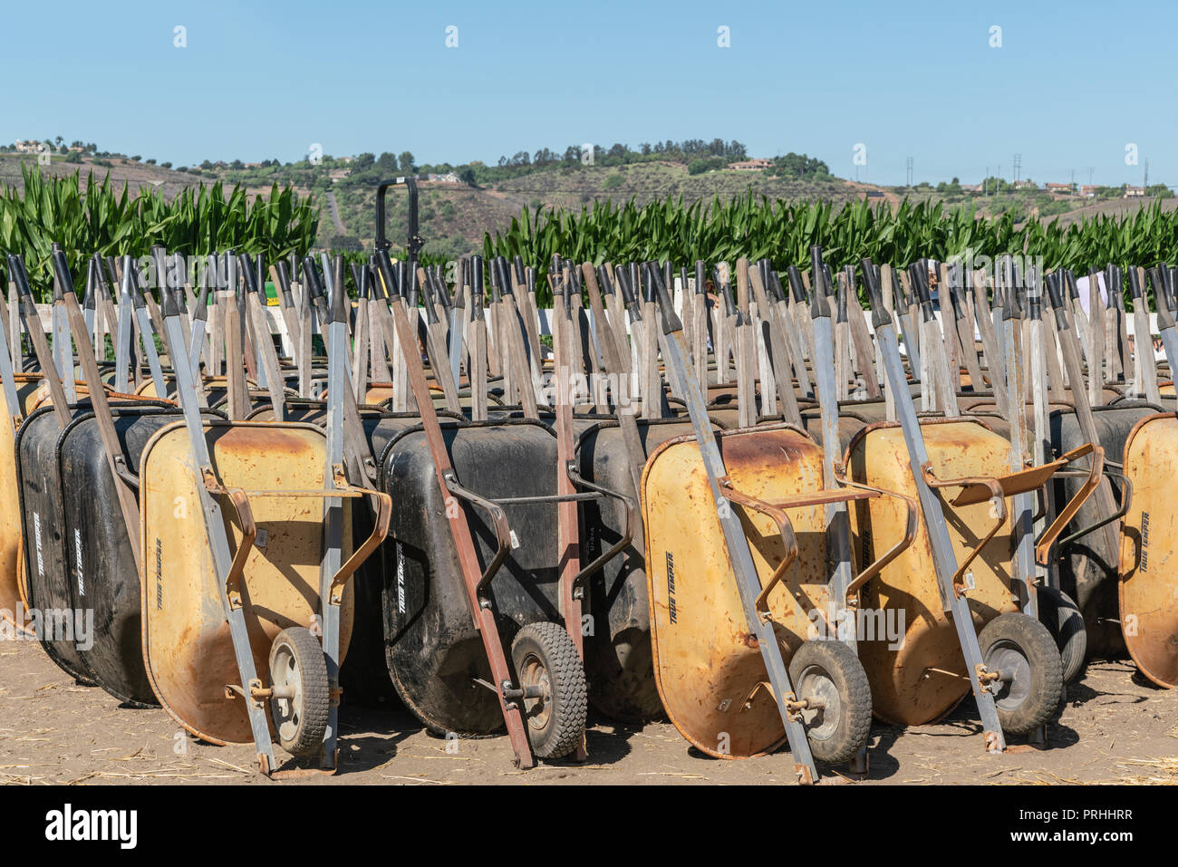 Moorpark, Kalifornien, USA - 30. September 2018: Nahaufnahme von großen Gruppe von senkrecht angehoben. Gelb und Schwarz, Schubkarren, an Harvest Festival gestapelt Stockfoto
