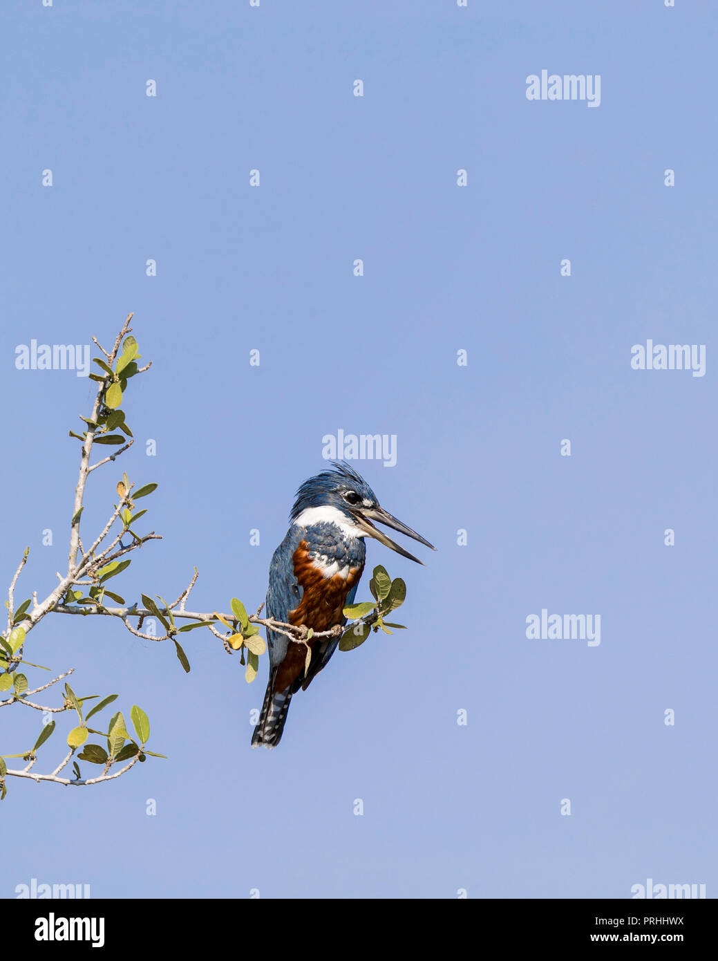 Ein erwachsenes Weibchen beringt Eisvogel, Megaceryle torquata, pousado Rio Claro, Mato Grosso, Brasilien. Stockfoto