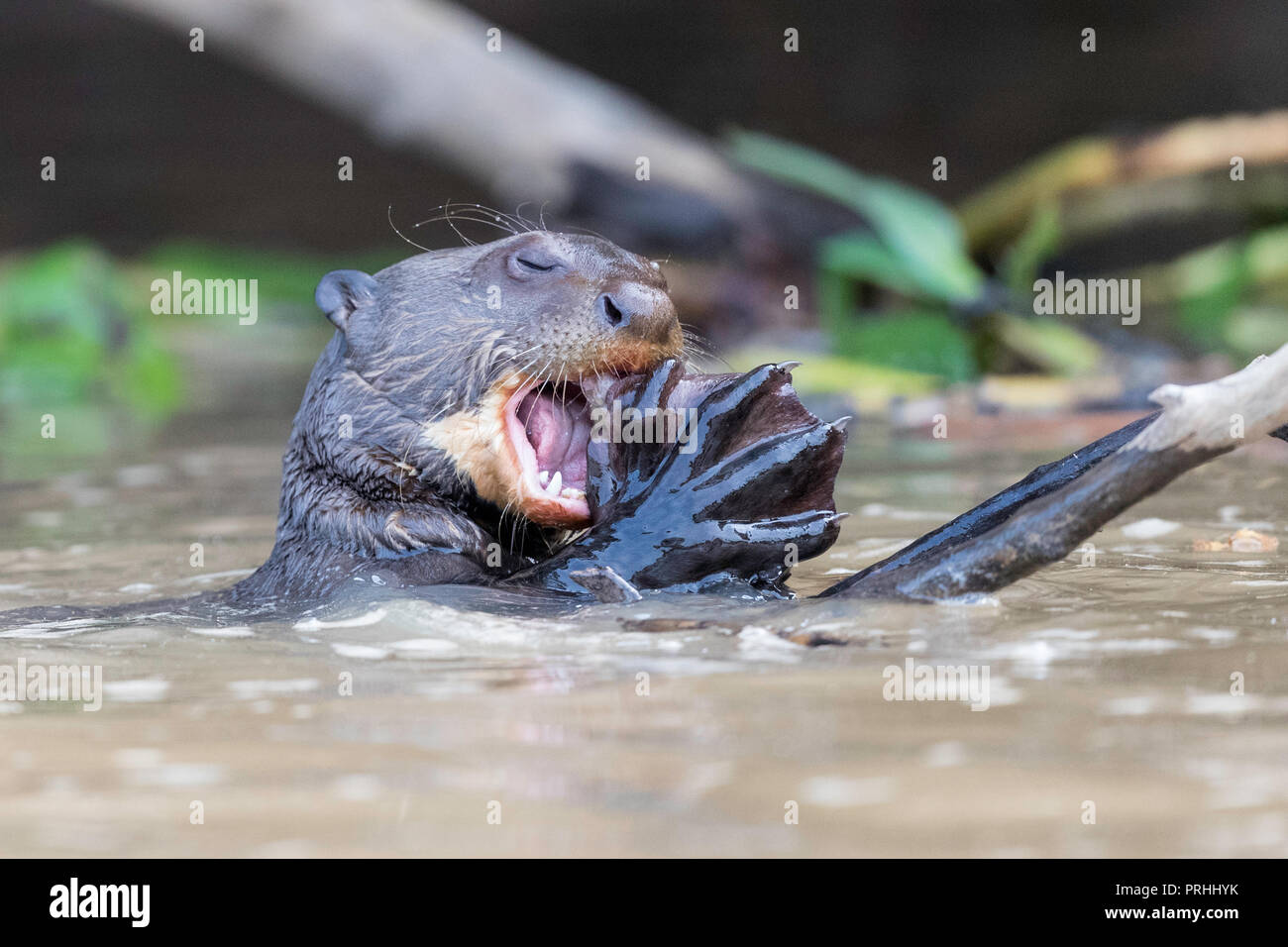 Giant river Otter mit freiliegenden webbed Foot, Pteronura brasiliensis, Fütterung in der Nähe von Puerto Jofre, Mato Grosso, Pantanal, Brasilien. Stockfoto