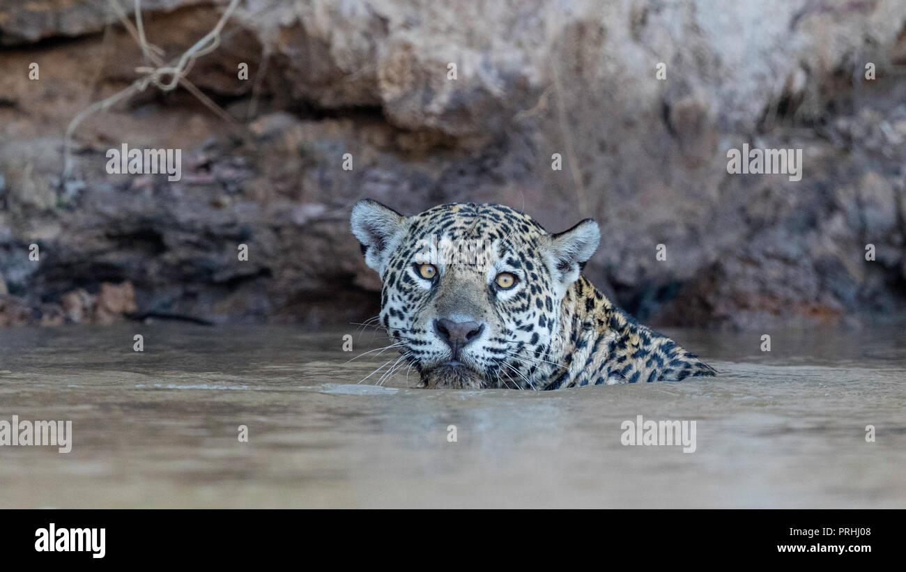 Erwachsene Frau Jaguar (Panthera onca), Schwimmen entlang der Ufer des Rio Tres Irmao, Mato Grosso, Brasilien. Stockfoto