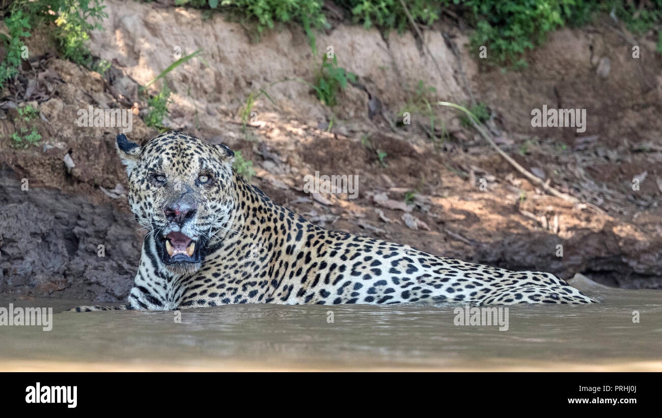 Ein erwachsenes Männchen Jaguar (Panthera onca) mit Kampf Wunden, im Rio Tres Irmao, Mato Grosso, Brasilien ruht. Stockfoto