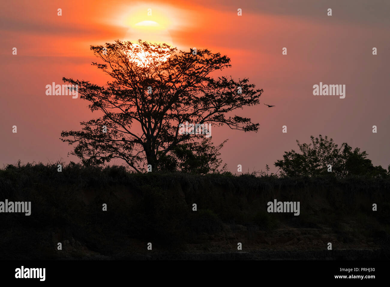 Sonnenuntergang in der Nähe von Puerto Jofre, Mato Grosso, Pantanal, Brasilien. Stockfoto