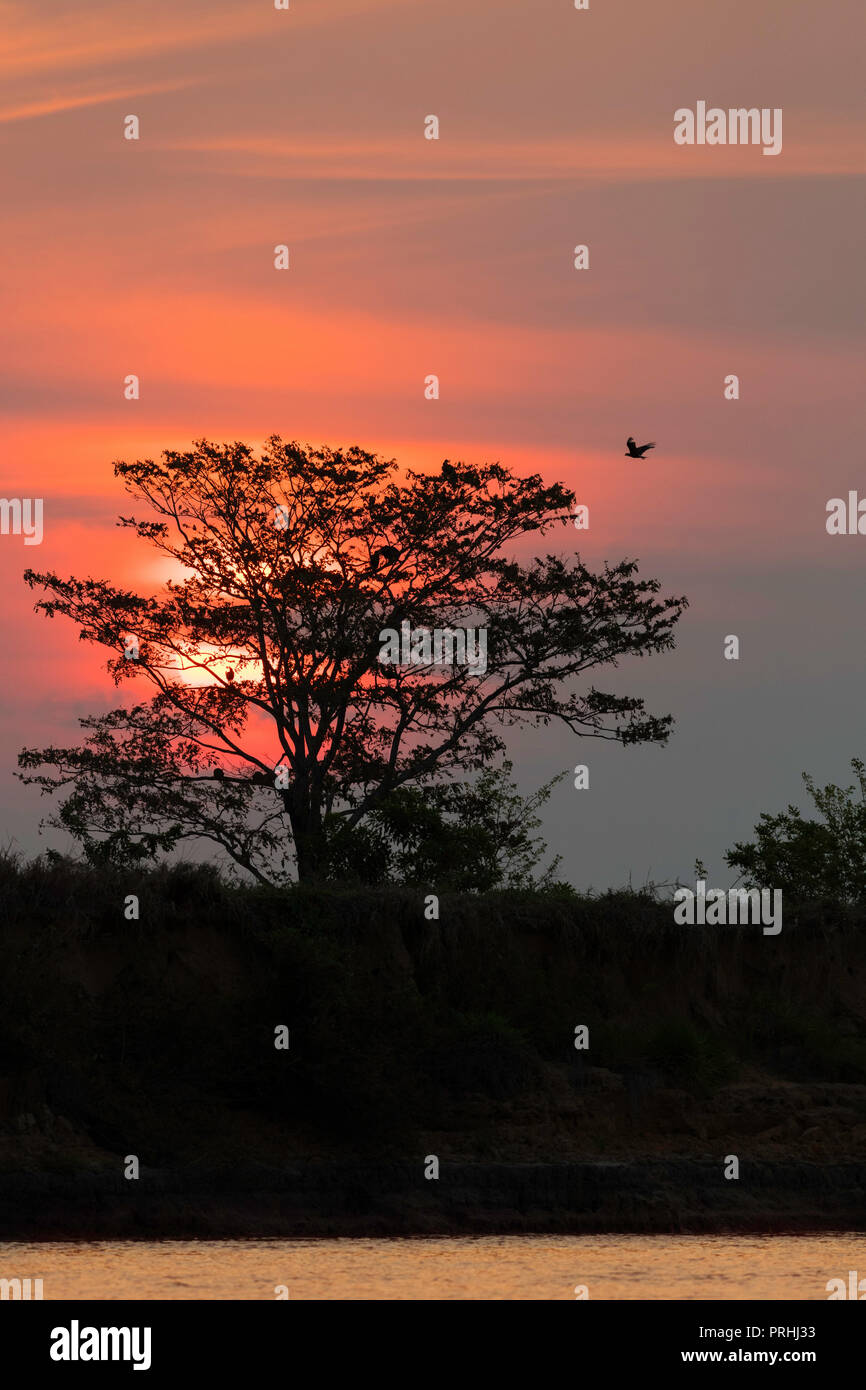 Sonnenuntergang auf dem Fluss in der Nähe von Puerto Jofre, Mato Grosso, Pantanal, Brasilien. Stockfoto