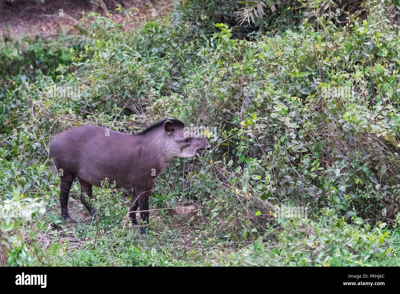 Ein erwachsener South American Tapir, Tapirus terrestris, pousado Rio Claro, Mato Grosso, Brasilien. Stockfoto