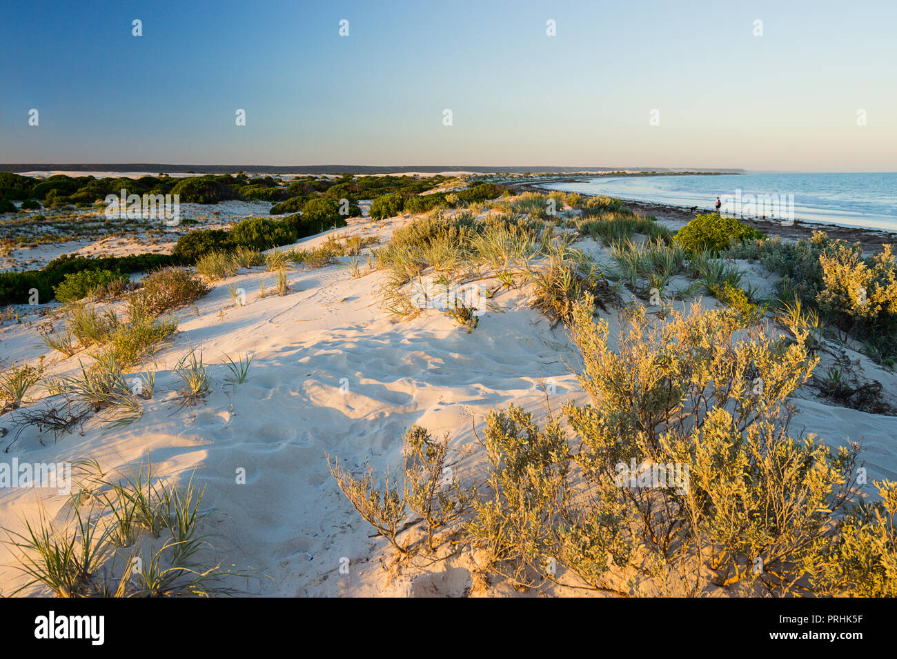 Leeren weißen Sandstrand an der Küste der Great Southern Ocean bei Eucla Western Australia Stockfoto