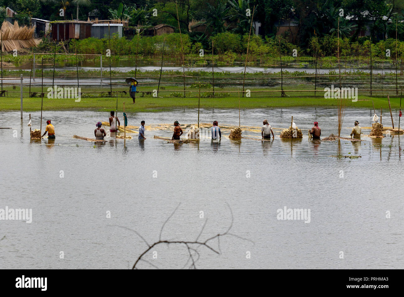 Die Landwirte waschen Jute Fasern bei Modhukhali in Faridpur, Bangladesch Stockfoto