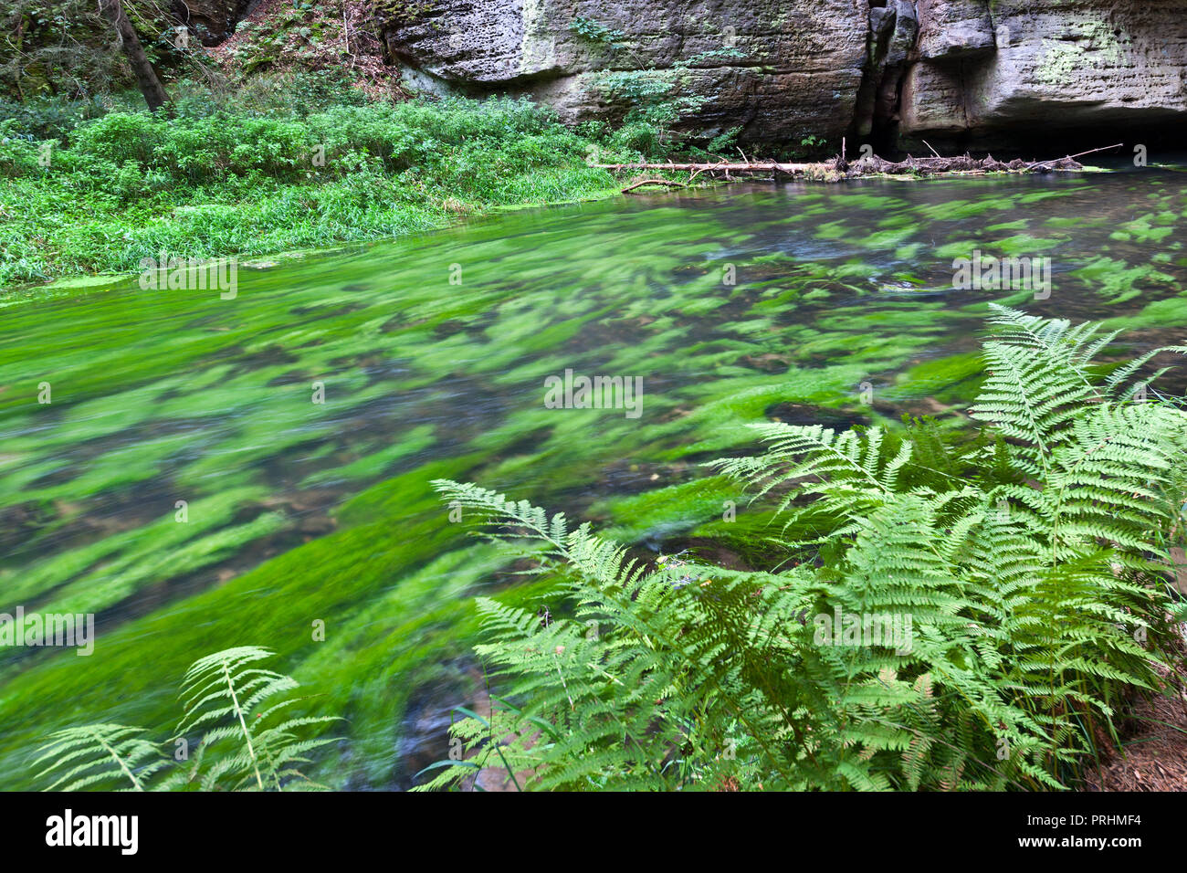 Dolský mlýn, řeka Kamenice, Jetřichovice, Národní park České Švýcarsko, Česká republika/Dolsky Wassermühle auf Kamenice, Haus der Region, Cz Stockfoto