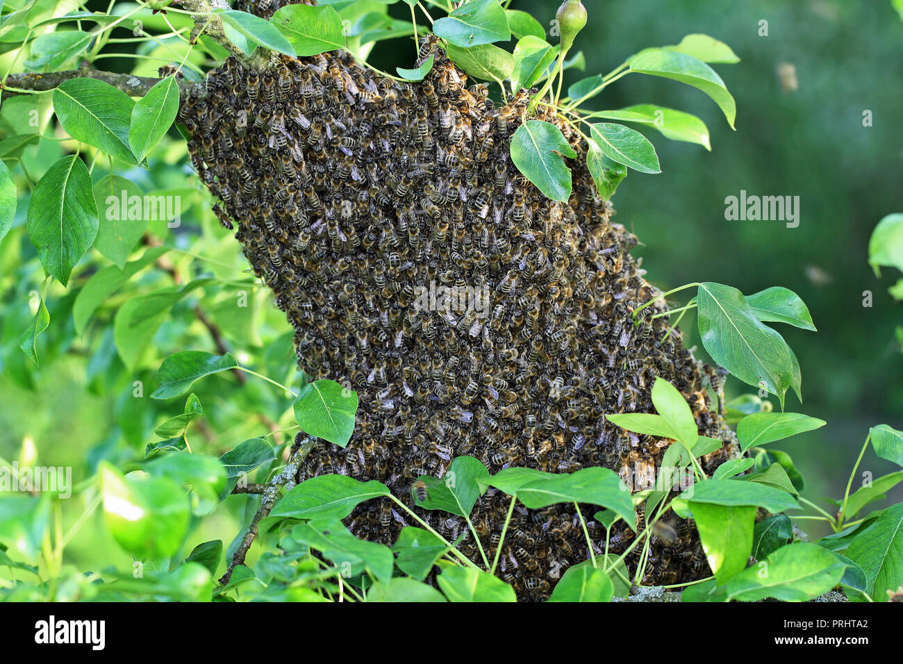 Ein Schwarm von Bienen sitzen in einem Apple tree Stockfoto