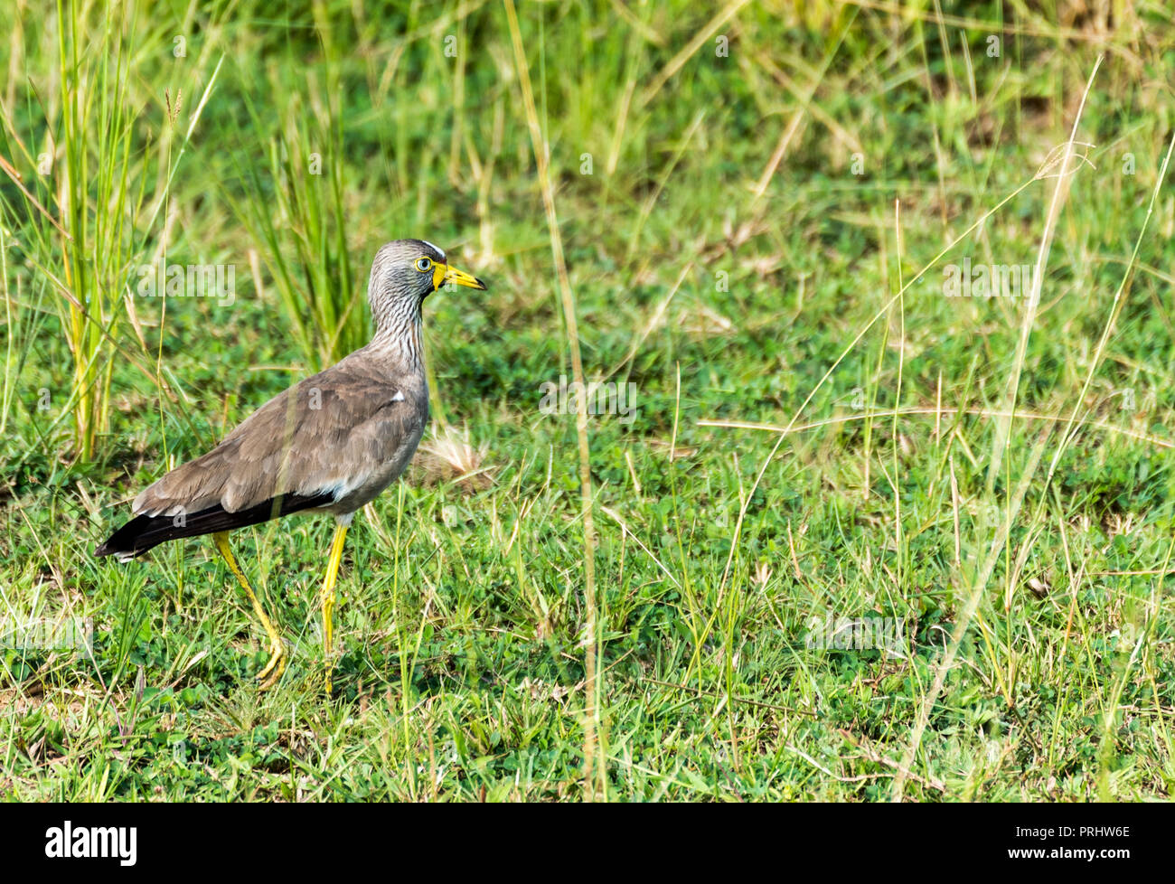 Afrikanische Gelbstirn-blatthühnchen Kiebitz (Senegal Gelbstirn-blatthühnchen Regenpfeifer) zu Fuß auf Gras im Murchison Nationalpark, Uganda, Afrika Stockfoto