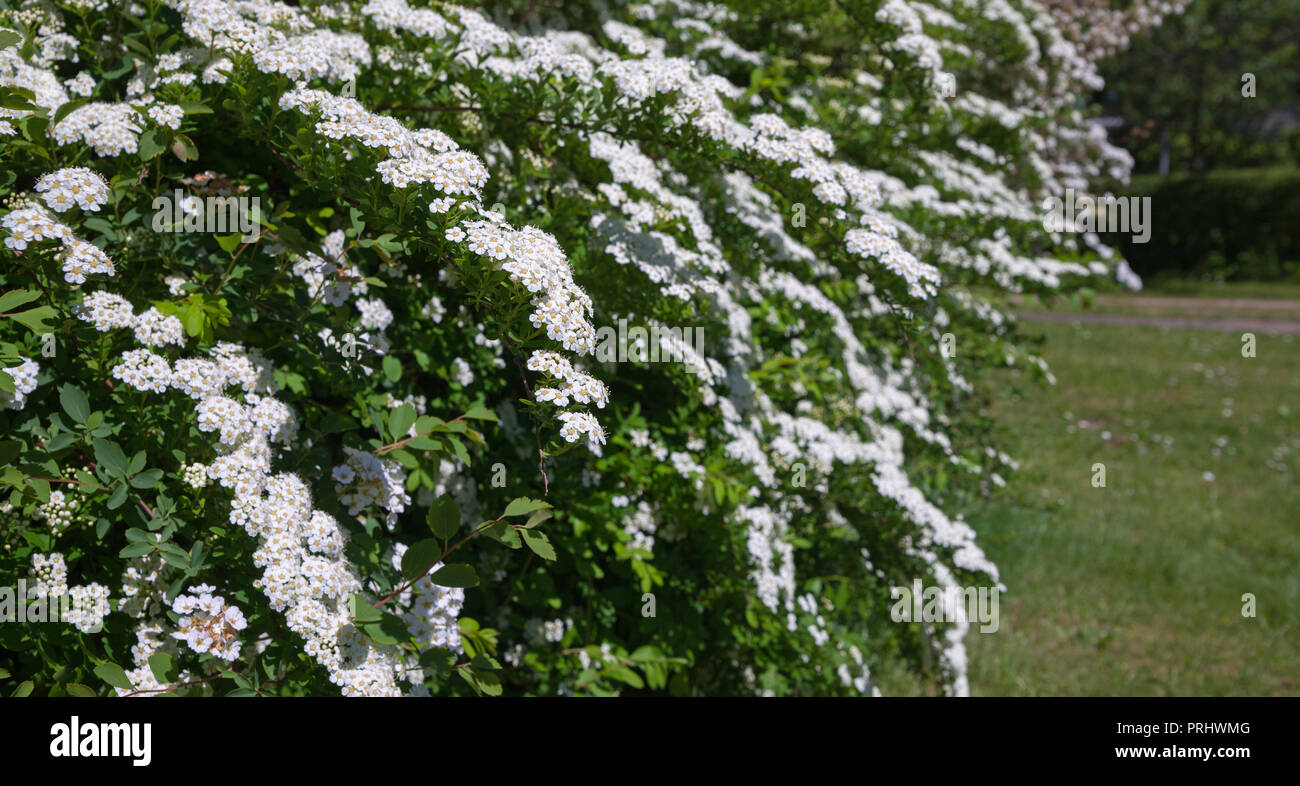 Üppig blühende Sträucher mit weißen Blüten Stockfotografie - Alamy