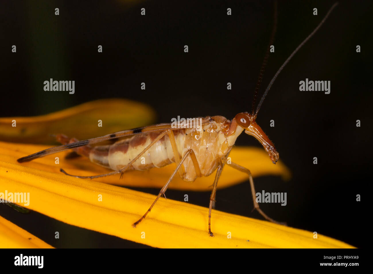 Gemeinsame Scorpionfly (Familie Panorpidae) thront auf einer Blume Blütenblatt - Ontario, Kanada Stockfoto