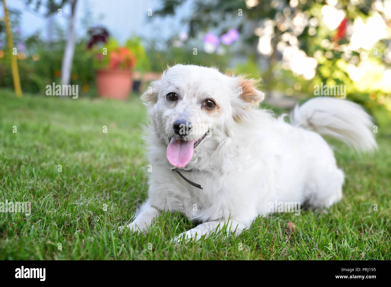 Weißer Hund auf dem Gras Stockfoto