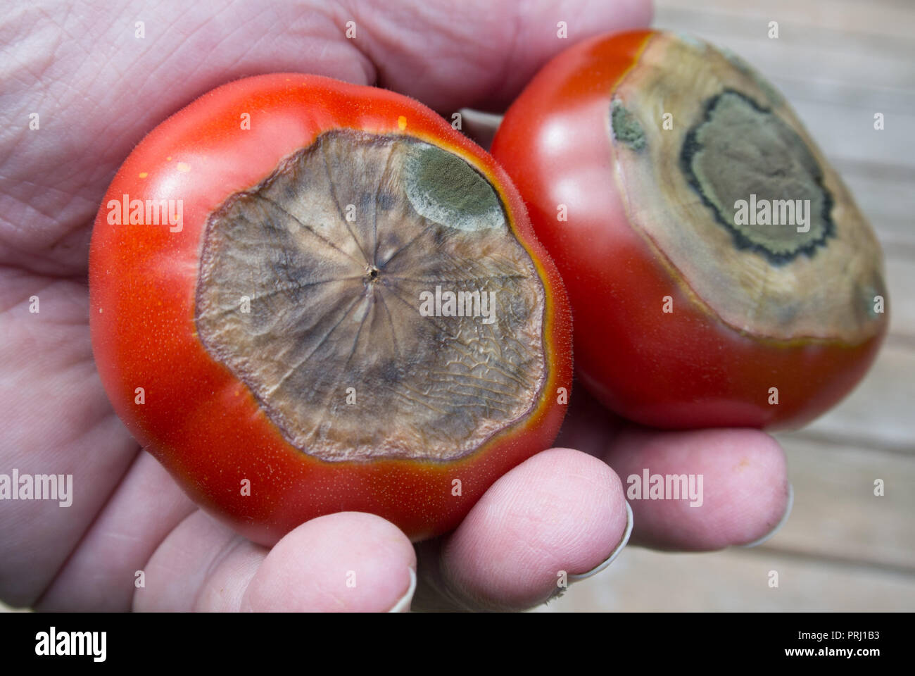 Blüte Ende Fäule auf Tomaten Stockfoto