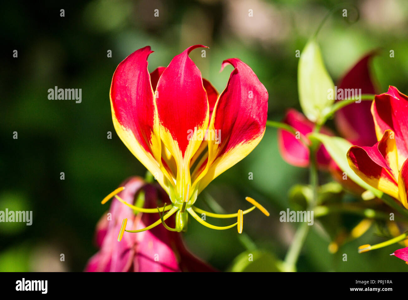 Die Blume einer Herrlichkeit Lily'' (Gloriosa Rothschildiana Rothschildiana Superba'') Stockfoto