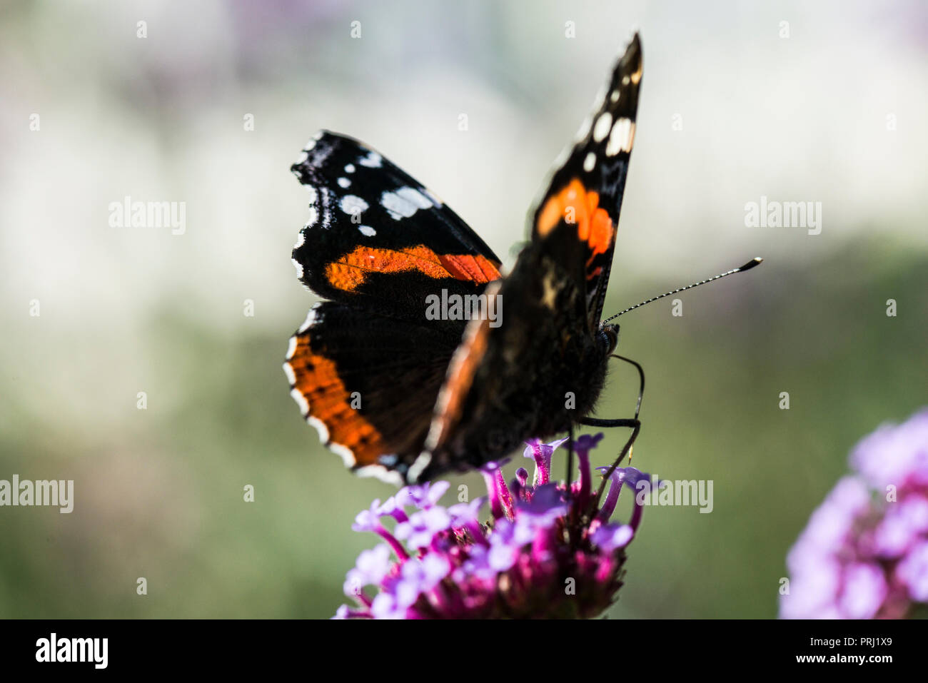 Ein roter Schmetterling Admiral (Vanessa atalanta) auf einem argentinischen Vervain (Verbena Bonariensis) Stockfoto