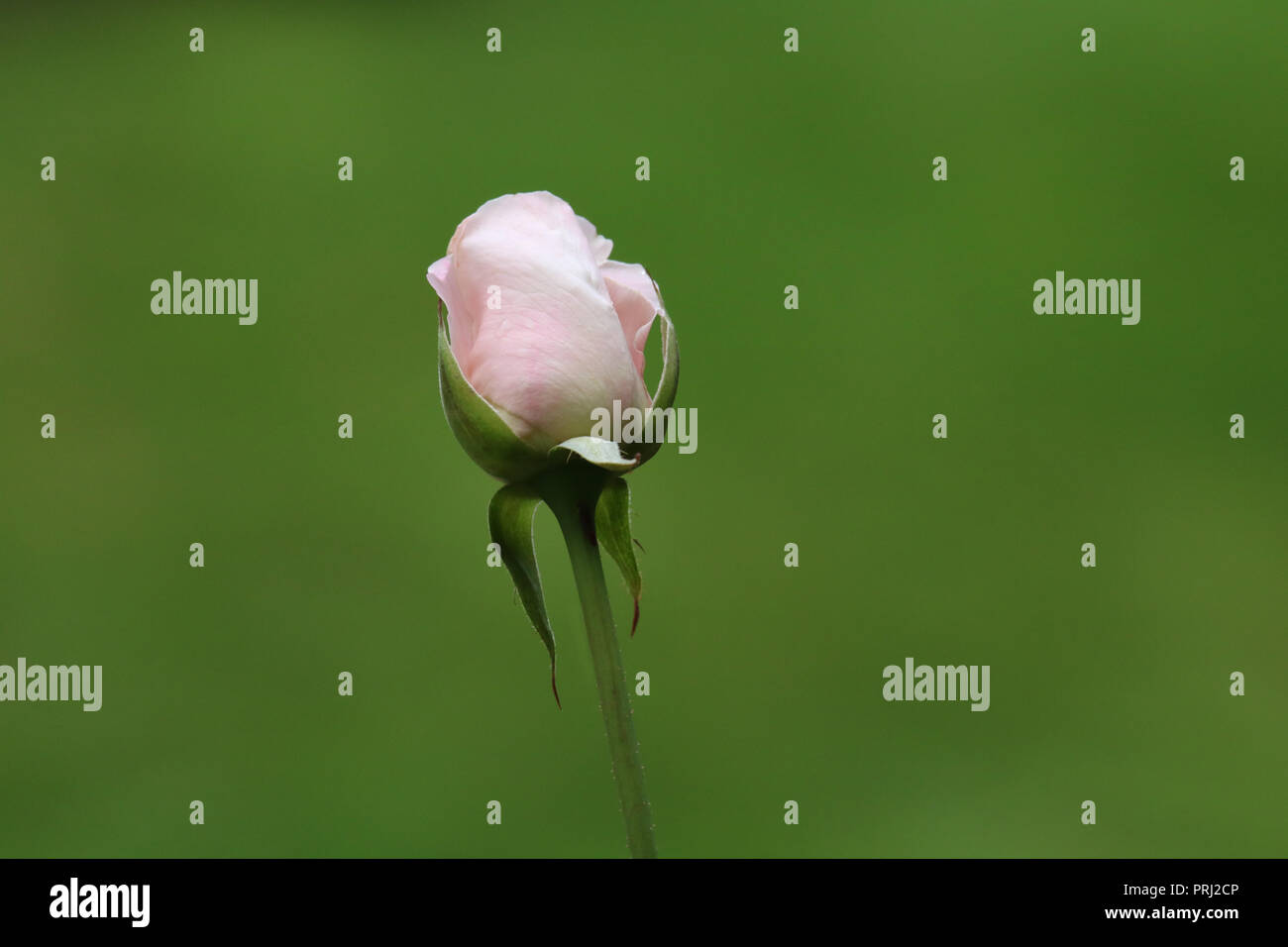 Eine hübsche rosa Rose auf einem grünen Hintergrund die Blütenblätter beginnen zu entfalten, um eine perfekte offenbaren Rose Stockfoto