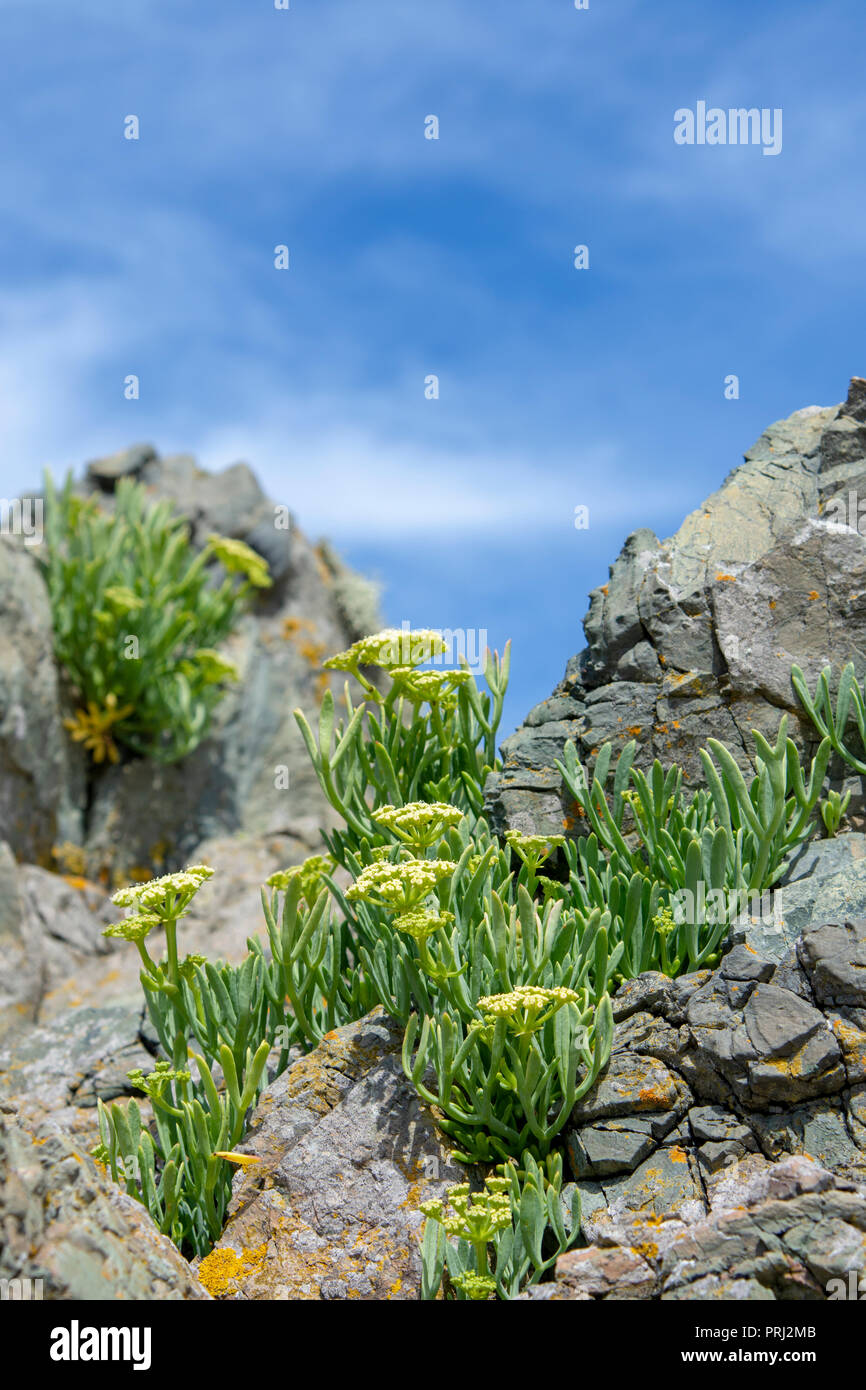 Rock Queller (Crithmum maritimum) auf Kissen Lava Rock Aufschlüsse, llanddwyn Bay, Anglesey Stockfoto