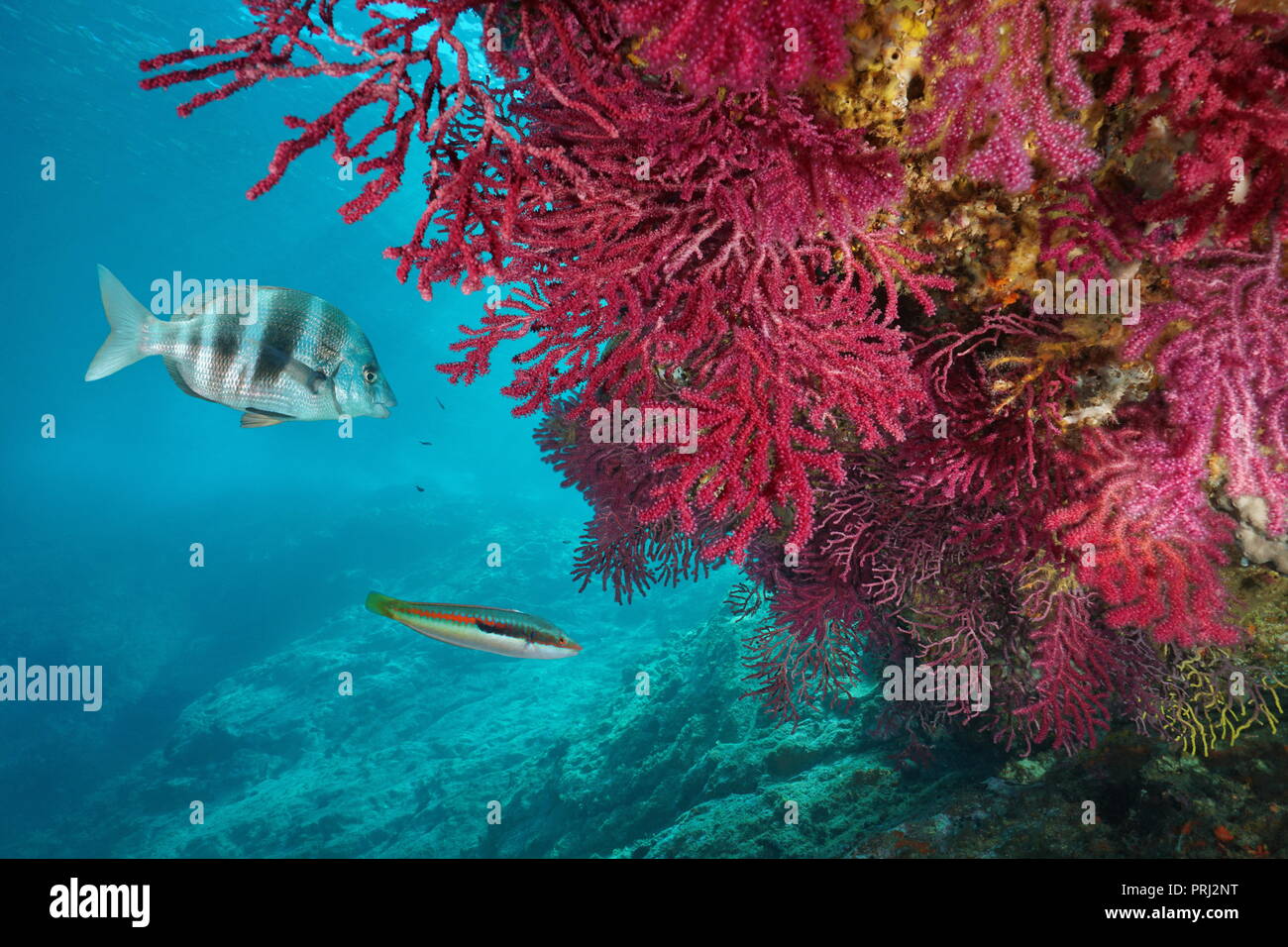 Rote Gorgonien, Weichkorallen Paramuricea Clavata, mit Fisch unter Wasser im Mittelmeer, Cap de Creus, Costa Brava, Spanien Stockfoto