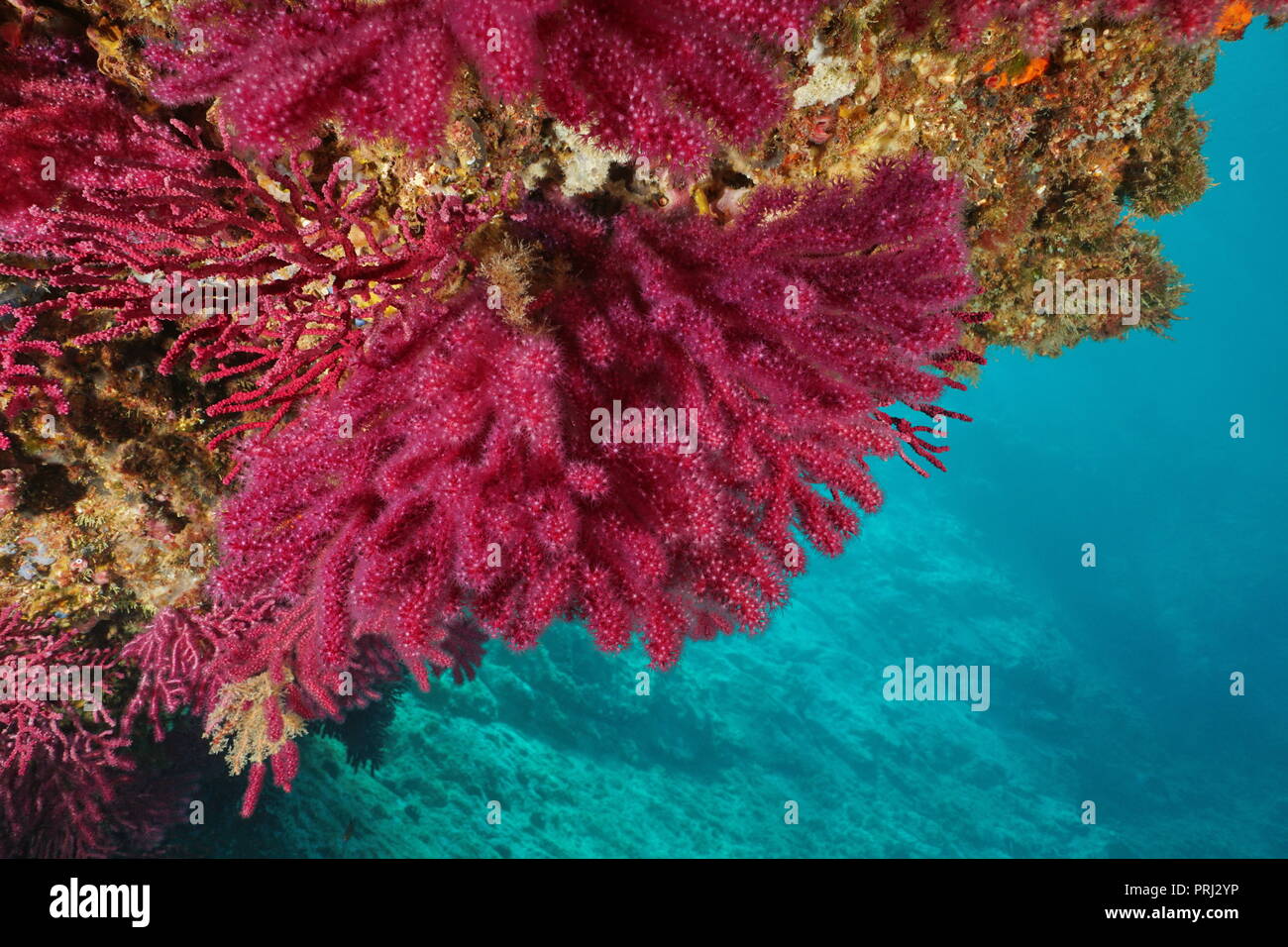 Rote Gorgonien, Weichkorallen violescent Meer Paramuricea Clavata - Peitsche, Unterwasser im Mittelmeer, Cap de Creus, Costa Brava, Spanien Stockfoto