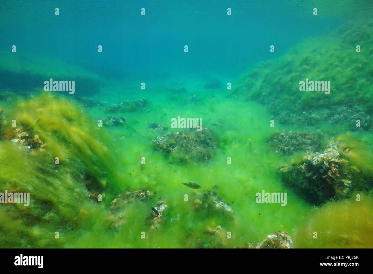 Felsigen meeresgrund von faserigen Algen unter Wasser in das Mittelmeer, Katalonien, Costa Brava, Cap de Creus, Spanien Stockfoto