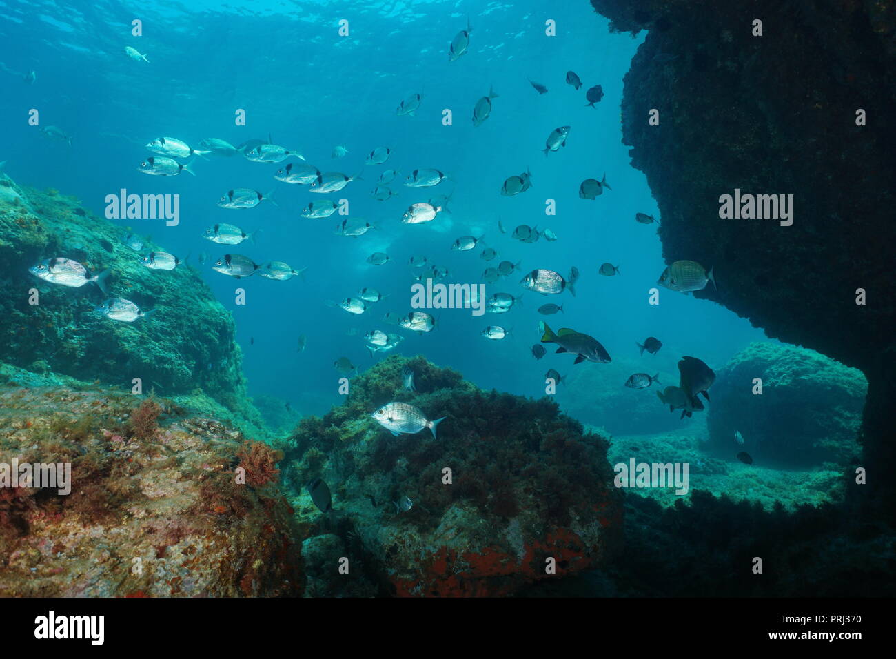 Schwarm von Fischen unter Wasser im Mittelmeer, Brassen mit einigen braunen Magere, Spanien Stockfoto