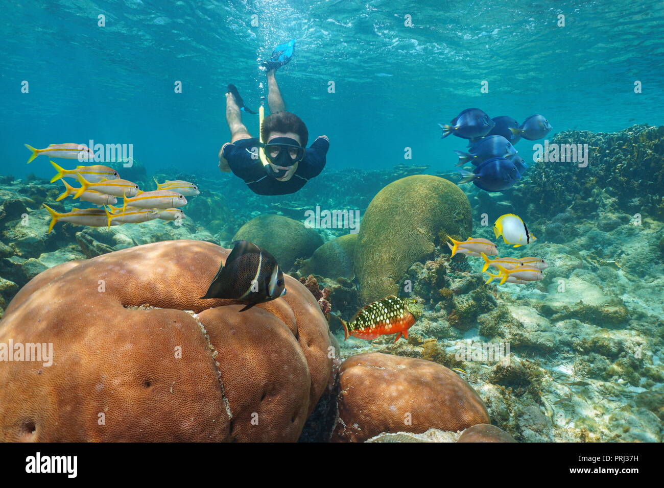Man schnorcheln Unterwasser in einem Korallenriff mit bunten tropischen Fischen, Karibik Stockfoto