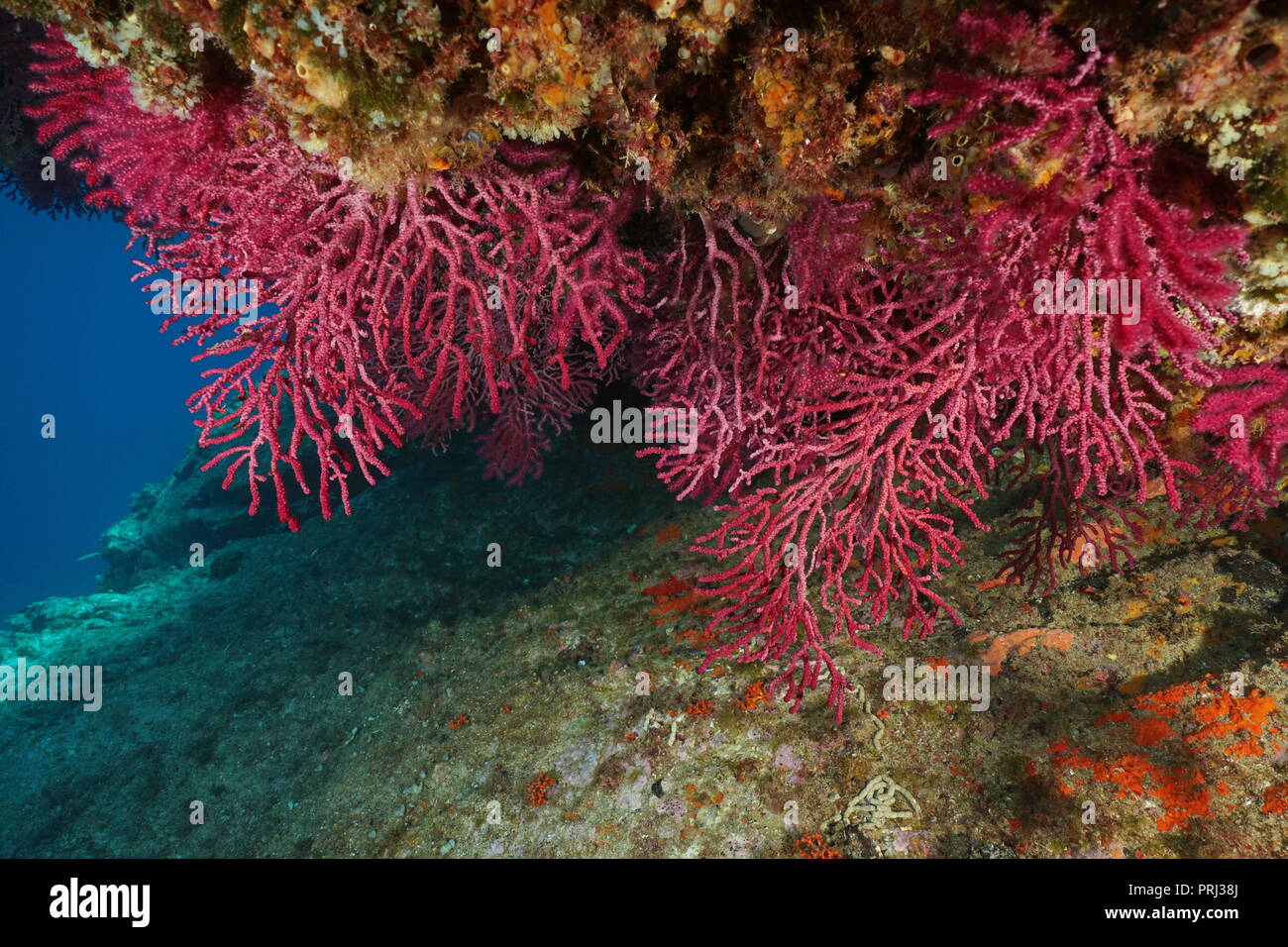 Weichkorallen Unterwasser im Mittelmeer, Meer violescent Paramuricea Clavata - Peitsche, Cap de Creus, Costa Brava, Spanien Stockfoto