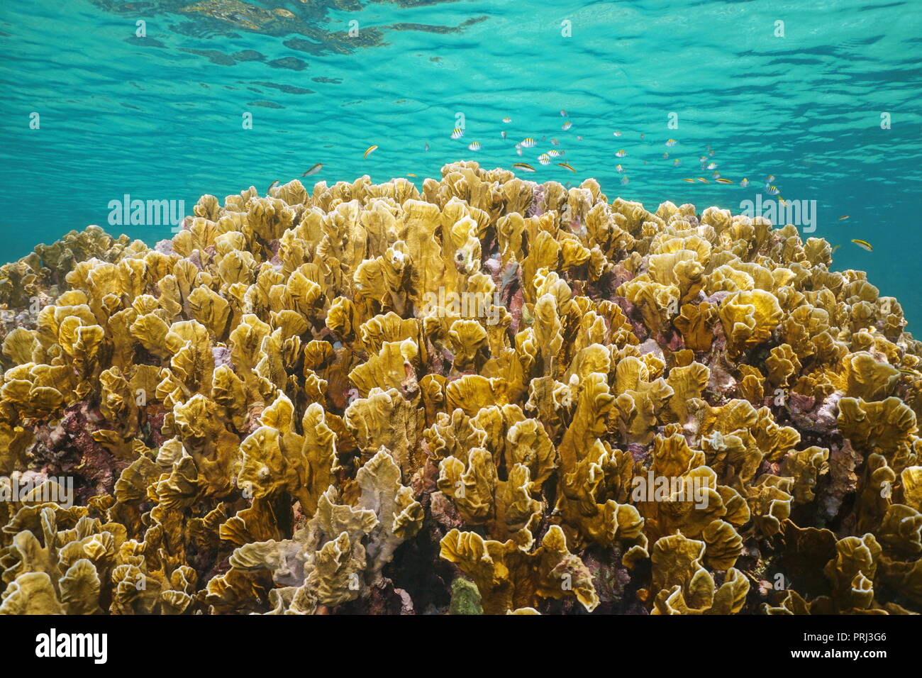 Unterwasser bladed fire Coral, Millepora complanata, mit kleinen Fischen unterhalb der Wasseroberfläche im Karibischen Meer Stockfoto