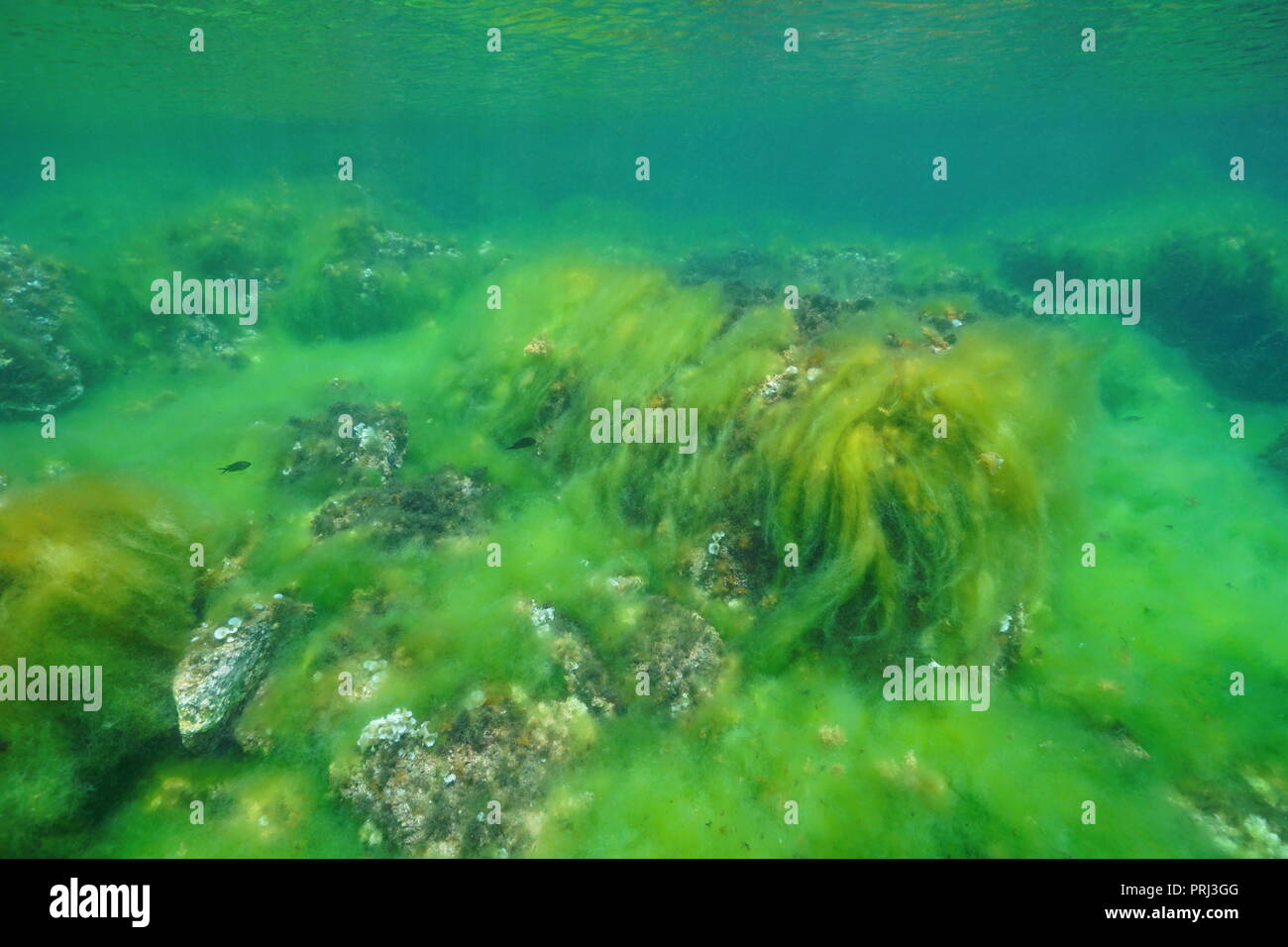 Unterwasser filamentösen Algenblüte decken einen felsigen Meeresgrund im Mittelmeer, Katalonien, Costa Brava, Cap de Creus, Spanien Stockfoto