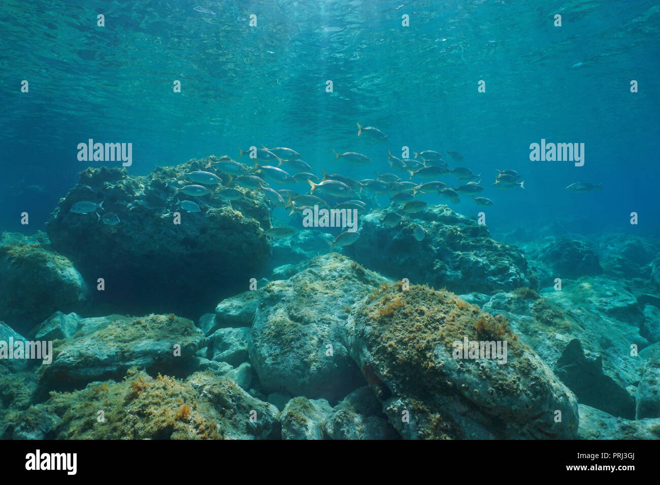 Unterwasser marine Fisch Schule zwischen felsigen Boden und Wasseroberfläche im Mittelmeer Stockfoto