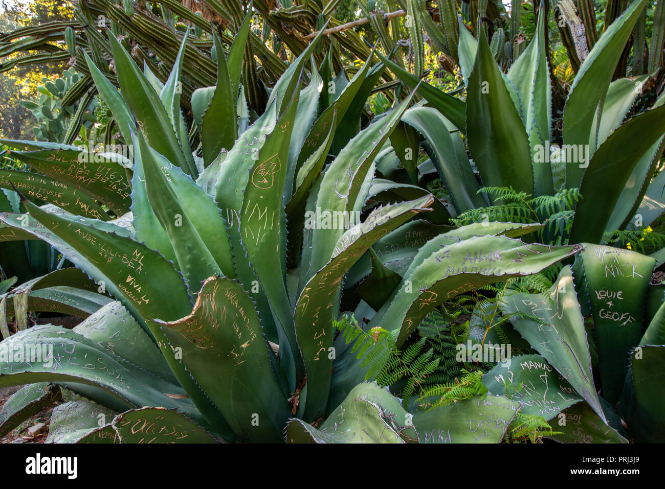 Cactus, wo jemand in der Estrela Garten in Lissabon schreiben kann. Stockfoto