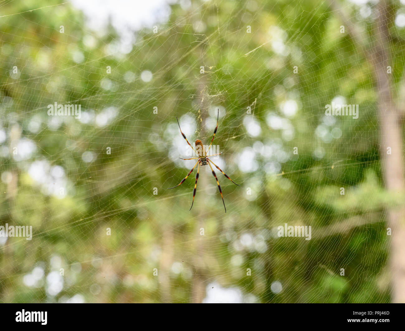 Nephila clavipes oder goldener Seide Spinne im Spinnennetz im Wald oder Wald von Alabama, USA warten. Stockfoto