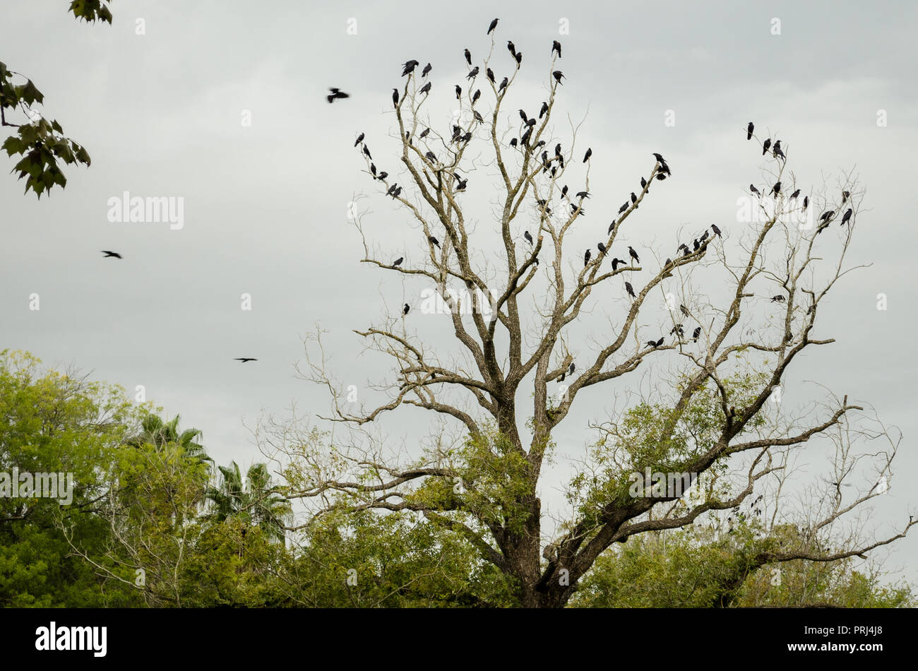 Die Spitze eines blattlosen Baum voller schwarze Krähen, Herbst in Sicht von unten. Stockfoto