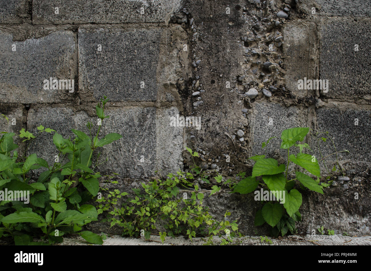 Risse im Beton Wand mit grünen Blättern auf der Unterseite. Hintergrund für die Werbung. Stockfoto