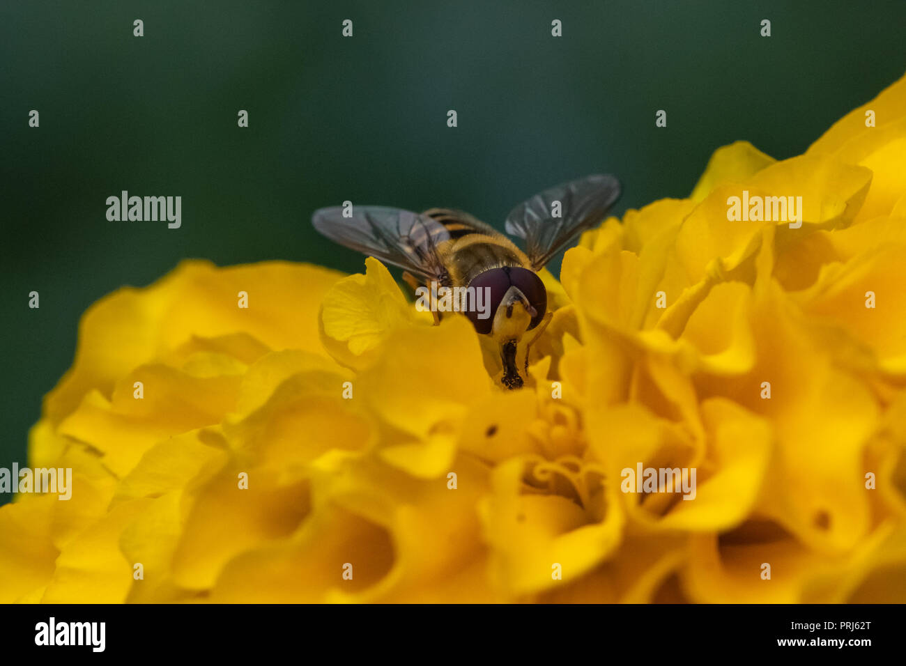 Eristalis tenax drone Fliege auf Blume. Stockfoto