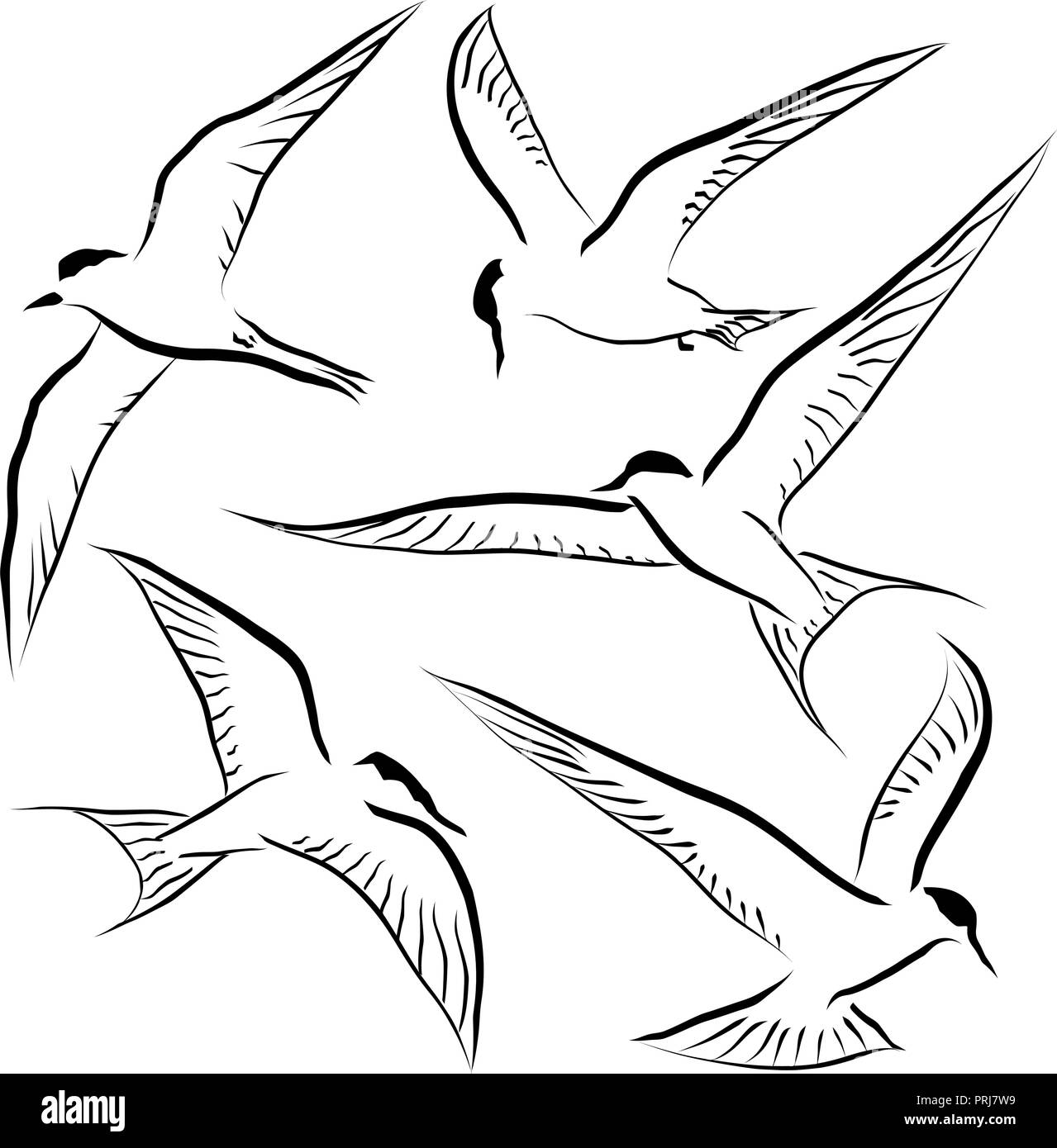 Satz von bearbeitbaren Vektor Skizzen von generischen Seeschwalben im Flug Stock Vektor