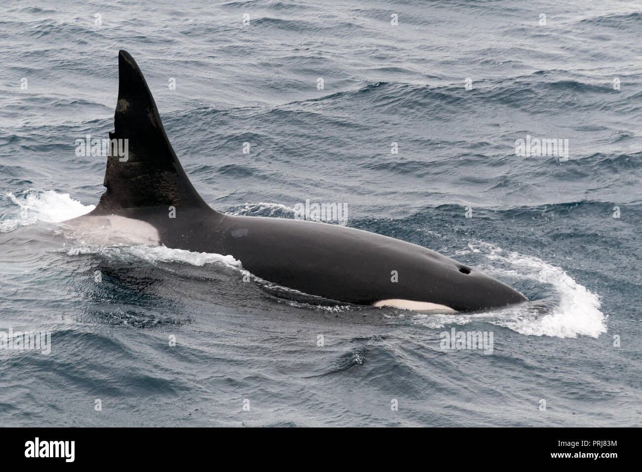 Surfacing erwachsenen männlichen Killer Whale, Beagle Kanal, Chile Stockfoto