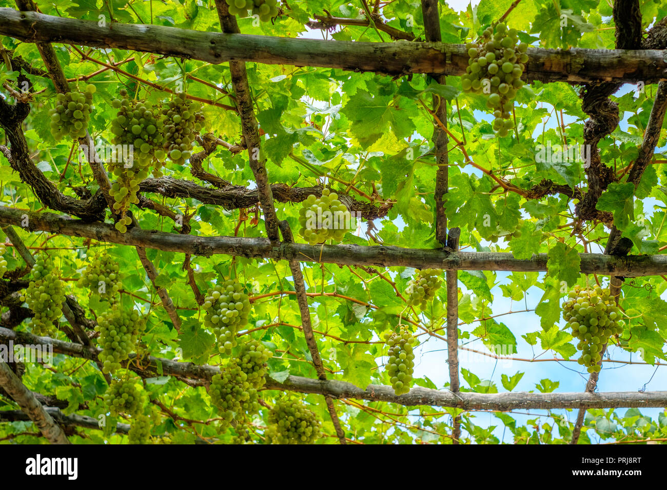 Grapevine hängend - Trauben am Weinstock auf Holzbalken Stockfoto