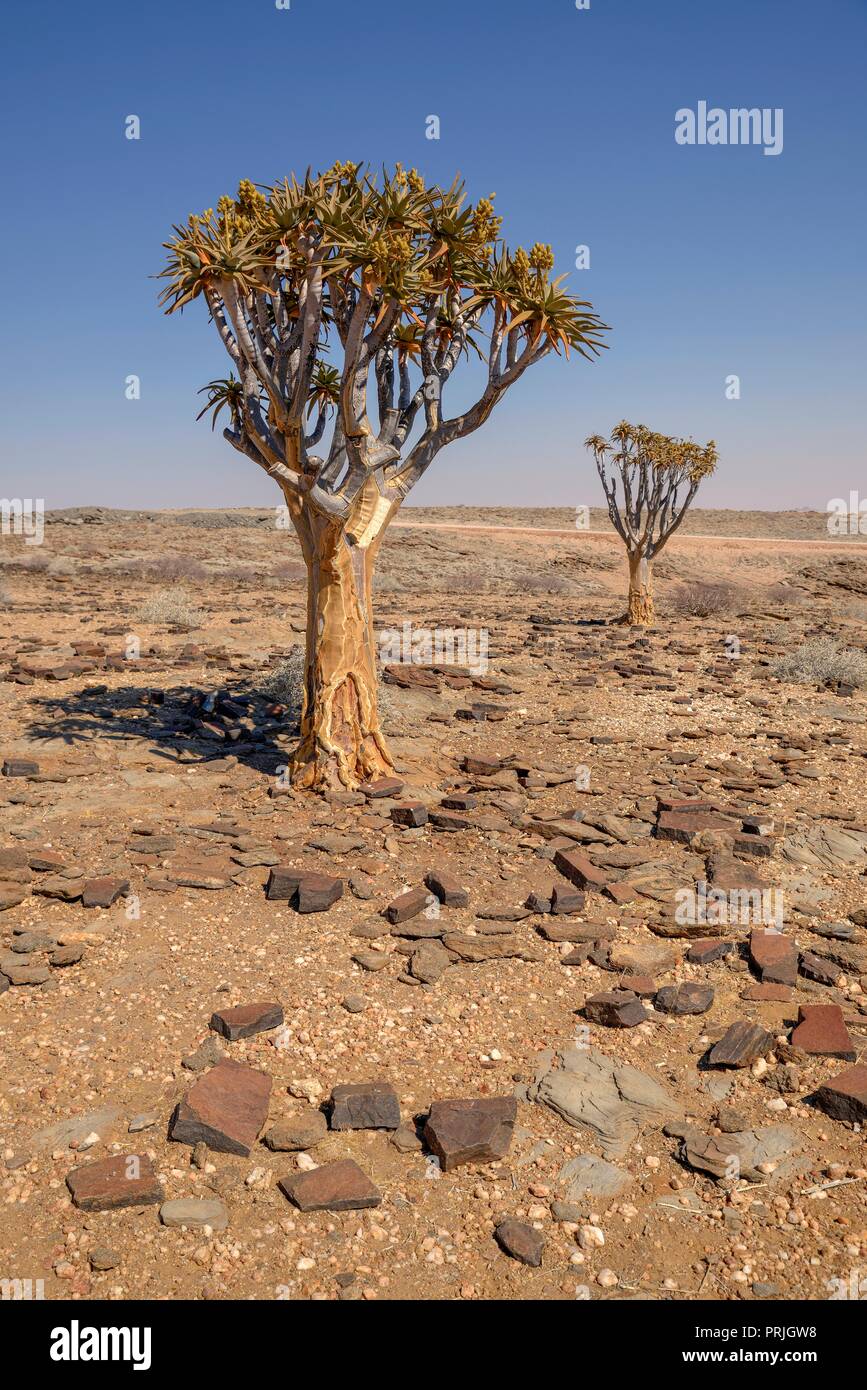 Köcherbäume (Aloe dichotoma) in Wüste Landschaft, in der Nähe von Kuiseb-Canyon, Erongo Region, Namibia Stockfoto