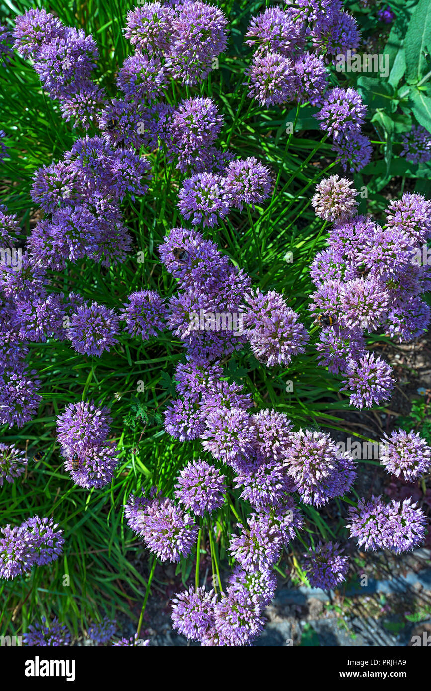 Wild Lauch (Allium ampeloprasum), Blüten, Deutschland Stockfoto