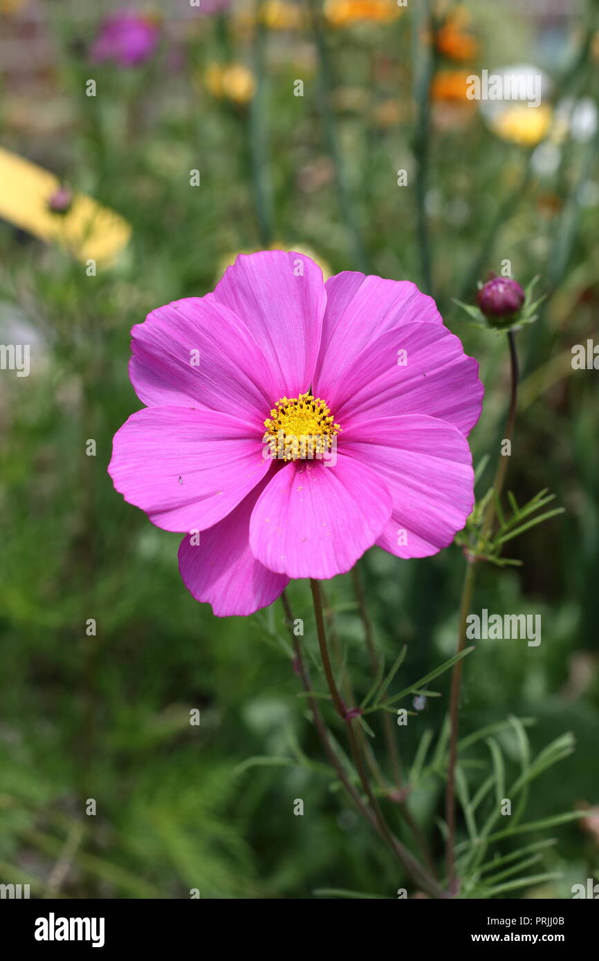 Nahaufnahme von Hot Pink Cosmos Bipinnatus oder bekannt als mexikanische Aster, schneiden Blatt Kosmos in voller Blüte Stockfoto