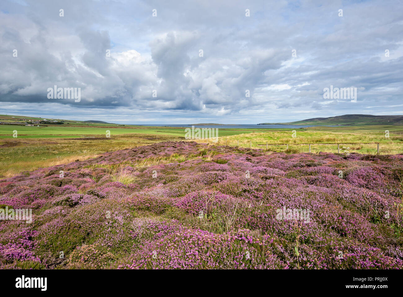 Blühende Heidekraut (Calluna vulgaris), Orkney Inseln, Schottland, Vereinigtes Königreich Stockfoto