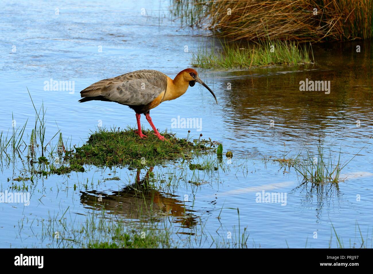 Buff-necked Ibis (Theristicus caudatus) an der Waterfront, Lago Roca, Feuerland Nationalpark Tierra del Fuego Provinz Stockfoto