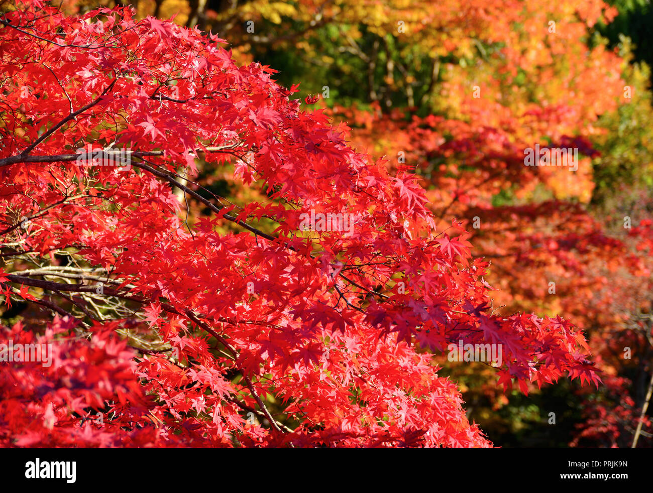 Herbst Laub Farben. Schöne rote Ahorn Bäume und Blätter Stockfoto