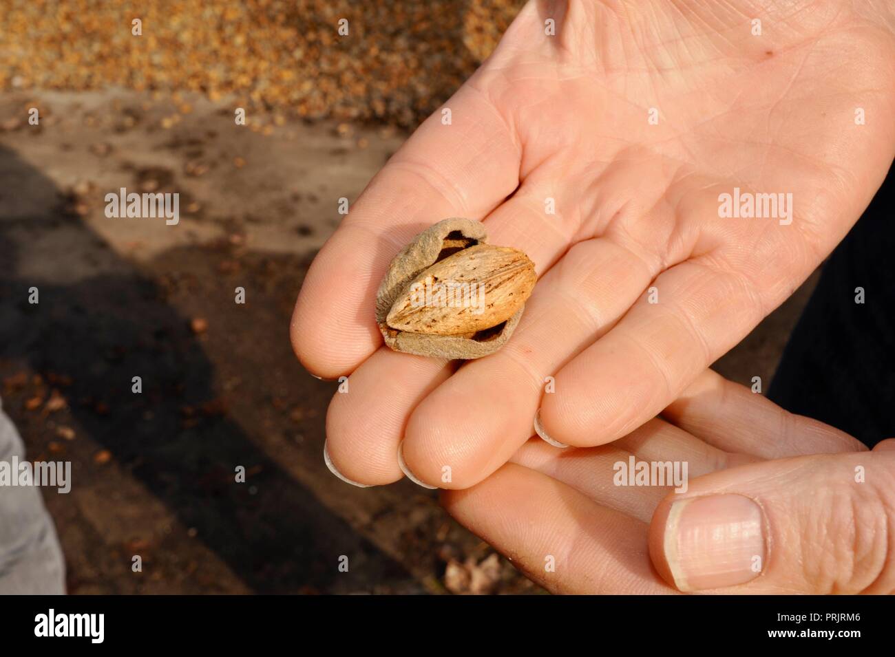 Hand des kaukasischen Mann öffnete Mandel Mutter auf Farm liefert Blue Diamond Kooperative außerhalb Manteca, Kalifornien, USA Stockfoto