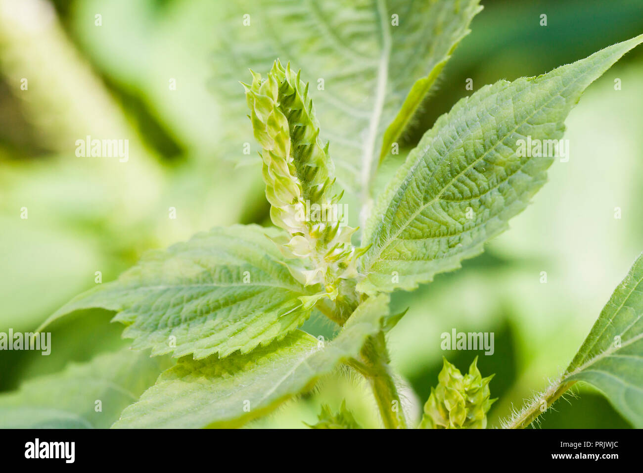 Sesam pflanze Fotos und Bildmaterial in hoher Auflösung Alamy