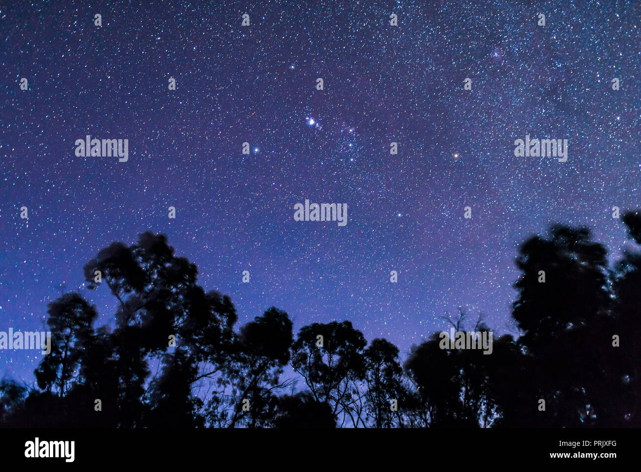 Orion Einstellung in tiefe Dämmerung Himmel mit Sternen in Hülle und Fülle, aber der Himmel noch tief blau, aus Australien mit Orion" auf den Kopf." Der Topf Asterismus Stockfoto