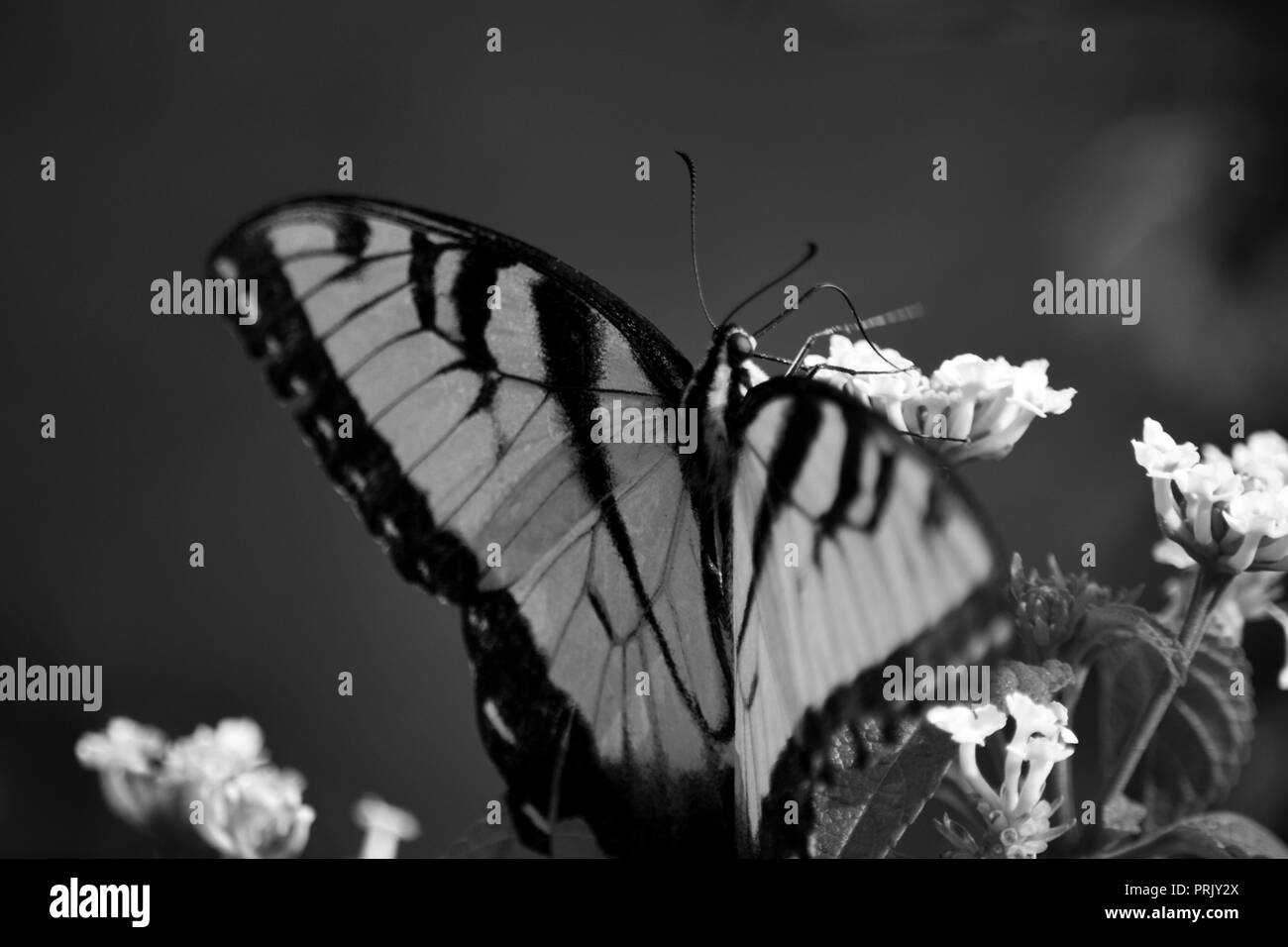 Schwarz-Weiß-Foto-Schwalbenschwanz auf einer Blume Stockfoto