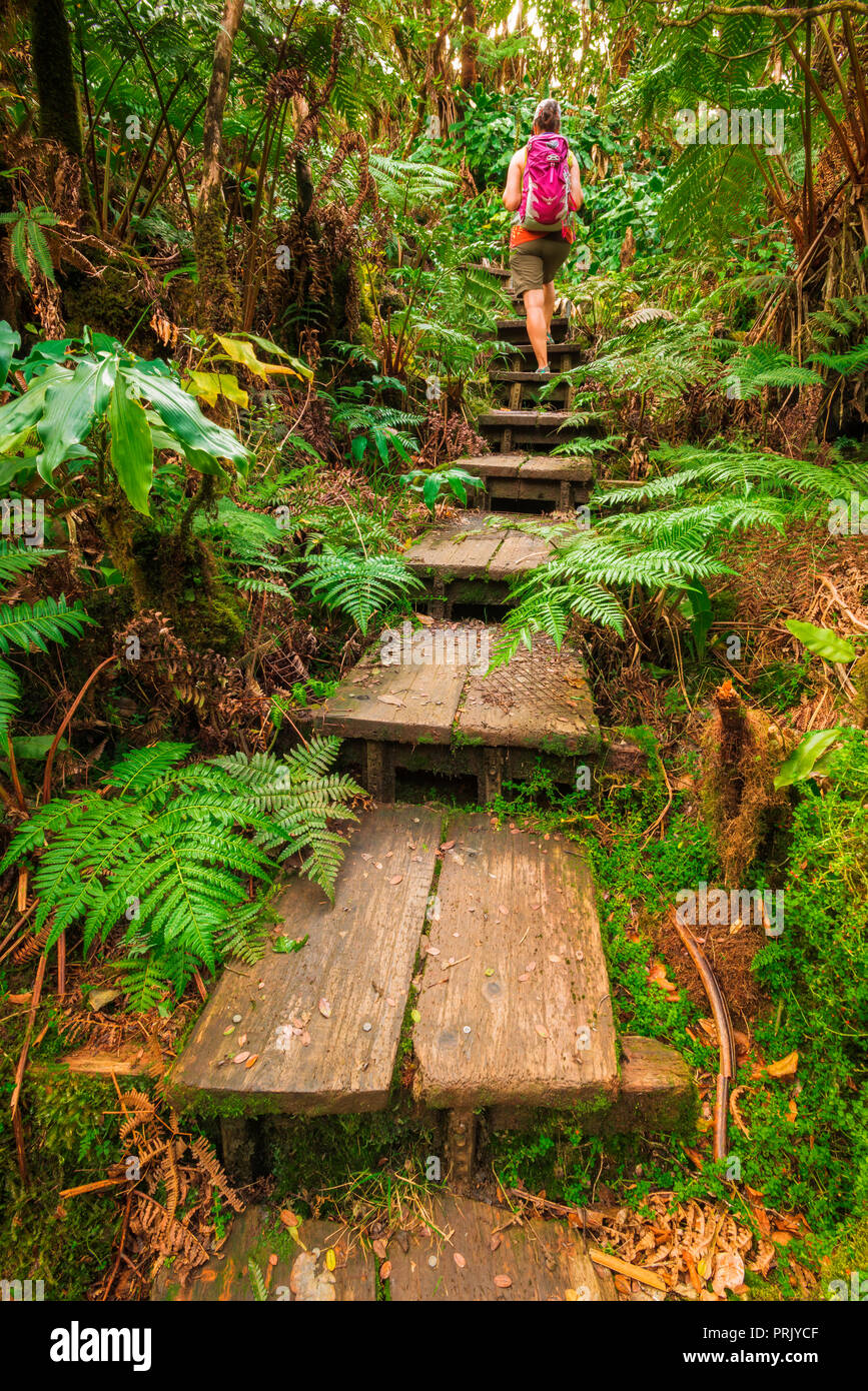 Wanderer auf dem Alakai Swamp Trail, Kokee State Park, Kauai, Hawaii USA Stockfoto