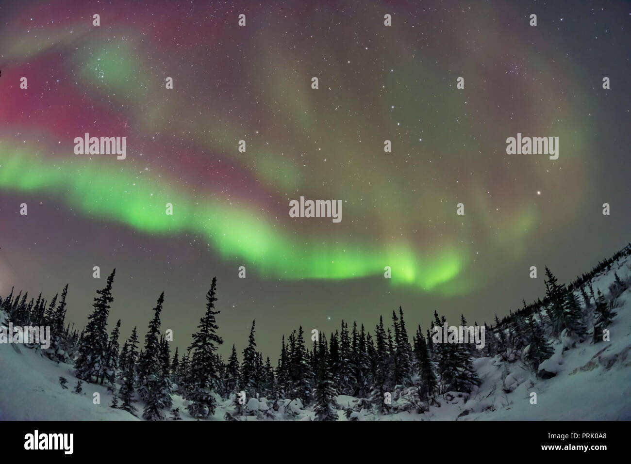 Der große und kleine Schöpflöffel, und Polaris in den borealen Wäldern inmitten dezent farbigen Aurora im Churchill Northern Studies Center. Am Feb 11, Stockfoto